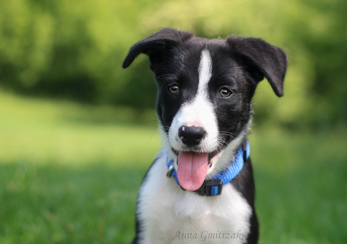 Shepter Kennel Border Collie - Rai