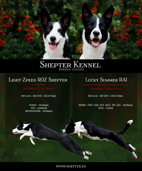 what is cea and border collies